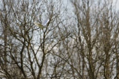 Little Egret in Flight