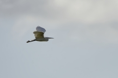 Little Egret in Flight