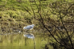 Little Egret