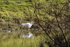 Little Egret