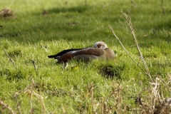 Egyptian Goose