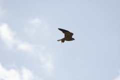 Peregrine Falcon Carrying Snipe Caught in Flight