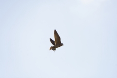 Peregrine Falcon Carrying Snipe Caught in Flight