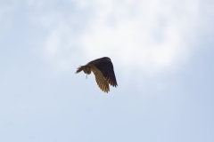 Peregrine Falcon Carrying Snipe Caught in Flight