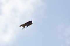 Peregrine Falcon Carrying Snipe Caught in Flight