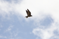 Peregrine Falcon Carrying Snipe Caught in Flight