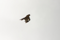 Peregrine Falcon eating Snipe Caught in Flight