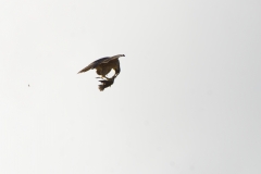 Peregrine Falcon eating Snipe Caught in Flight