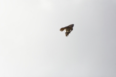 Peregrine Falcon eating Snipe Caught in Flight