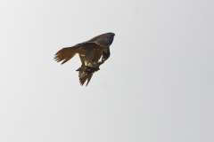 Peregrine Falcon eating Snipe Caught in Flight