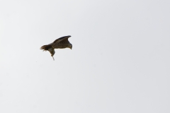 Peregrine Falcon Carrying Snipe Caught in Flight