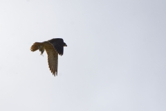 Peregrine Falcon Carrying Snipe Caught in Flight