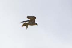 Peregrine Falcon Carrying Snipe Caught in Flight