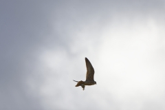 Peregrine Falcon Carrying Snipe Caught in Flight