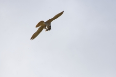 Peregrine Falcon eating Snipe Caught in Flight