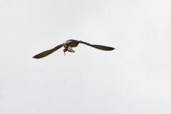 Peregrine Falcon Carrying Snipe Caught in Flight