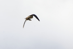 Peregrine Falcon Carrying Snipe Caught in Flight