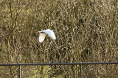 Little Egret in Flight