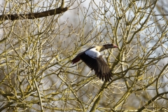 Egyptian Goose in Flight