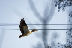 Egyptian Goose in Flight