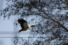 Egyptian Goose in Flight