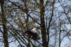 Egyptian Goose in Flight