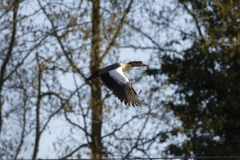Egyptian Goose in Flight