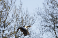 Egyptian Goose in Flight