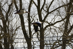 Egyptian Geese in Flight