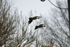 Egyptian Geese in Flight