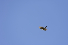 Female Sparrowhawk in Flight
