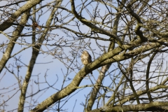 Song Thrush