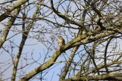 Mistle Thrush