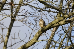 Mistle Thrush