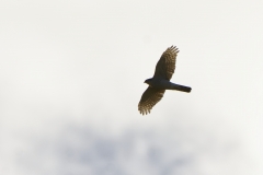 Female Sparrowhawk in Flight