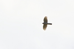 Female Sparrowhawk in Flight