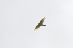Female Sparrowhawk in Flight