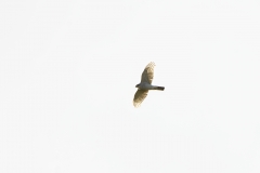 Female Sparrowhawk in Flight