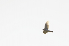 Female Sparrowhawk in Flight