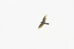 Female Sparrowhawk in Flight