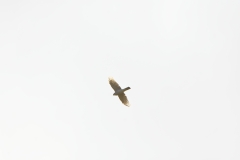 Female Sparrowhawk in Flight