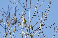 Greenfinch & Blue Tit