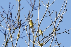 Greenfinch & Blue Tit