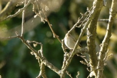 Willow Warbler