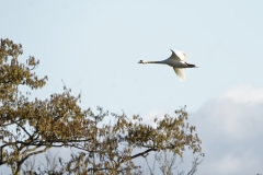 Mute Swan in Flight