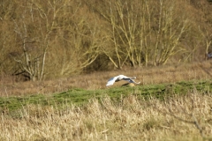 Mute Swan in Flight