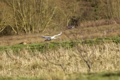 Mute Swan in Flight