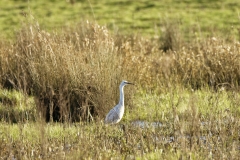 Little Egret