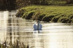 Mute Swan