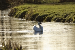 Mute Swan